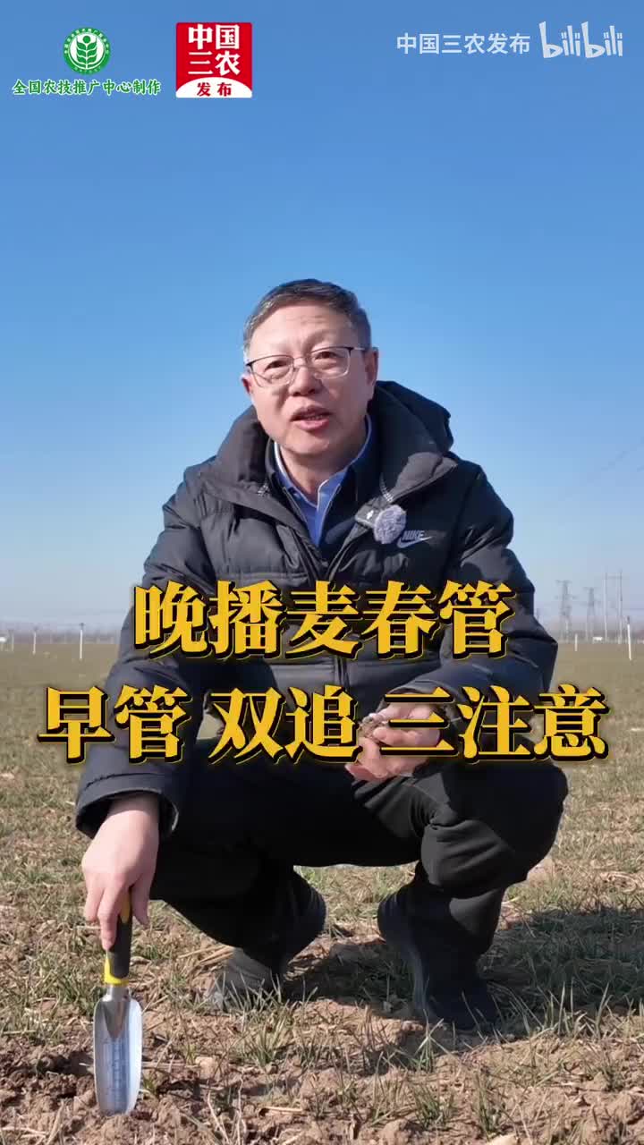 晚播麦春管 早管 双追 三注意