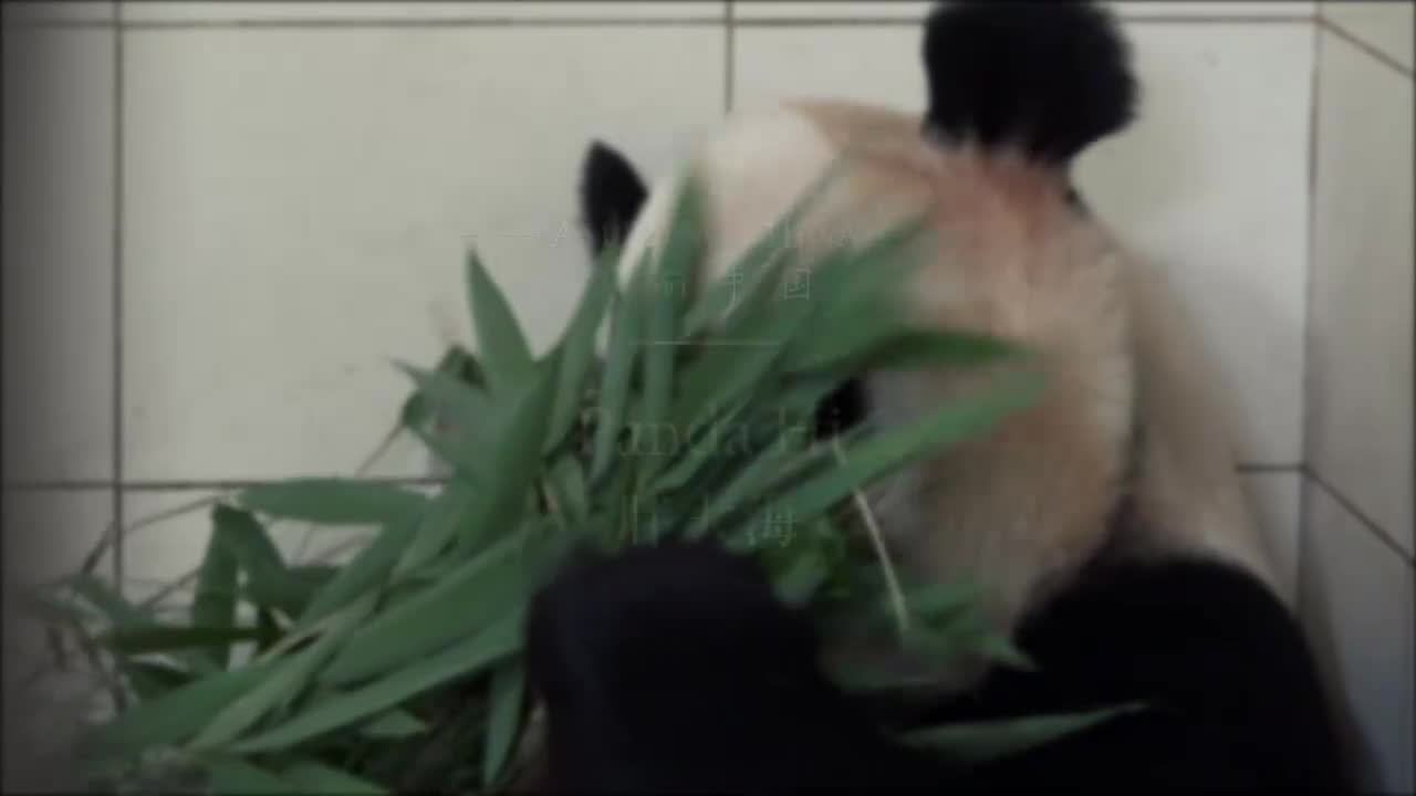 064-Panda Hi 胖大海