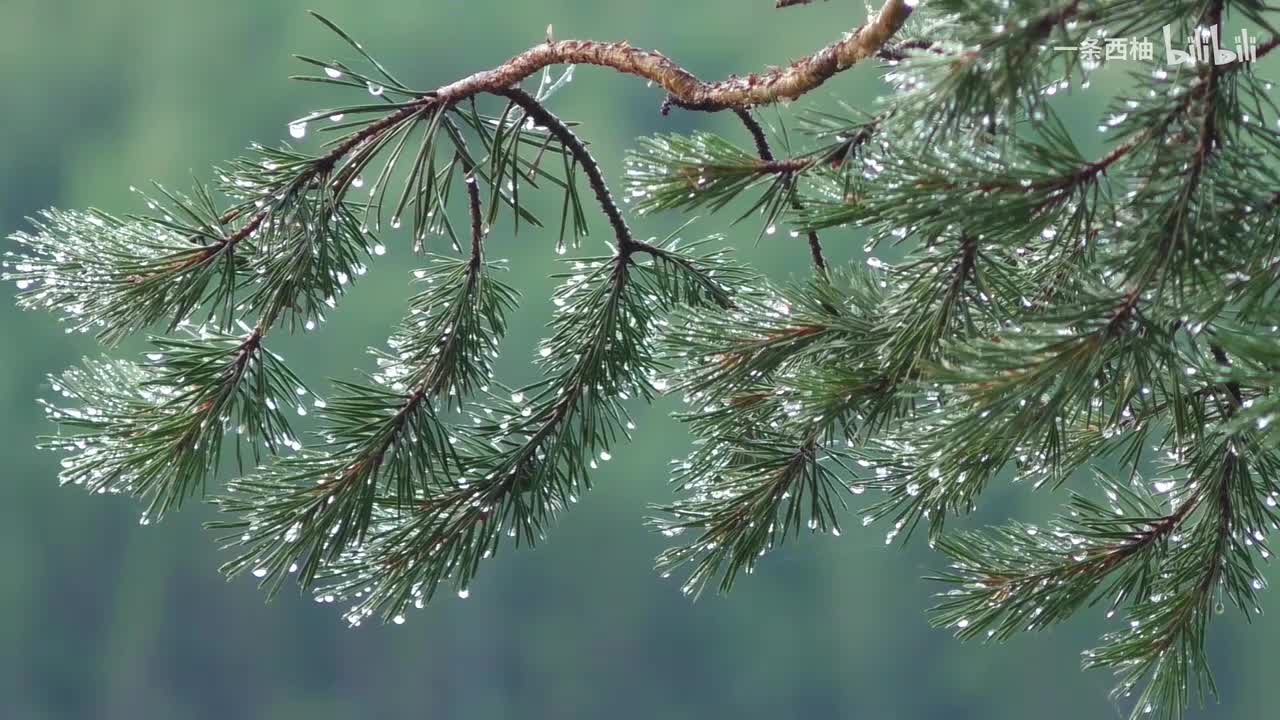 雨中氛围感 (38)