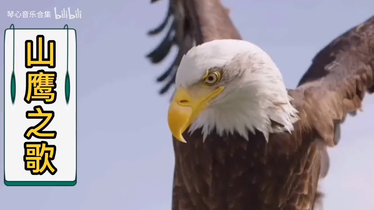 世纪金典《山鹰之歌》，全球第一神曲，天籁之音521