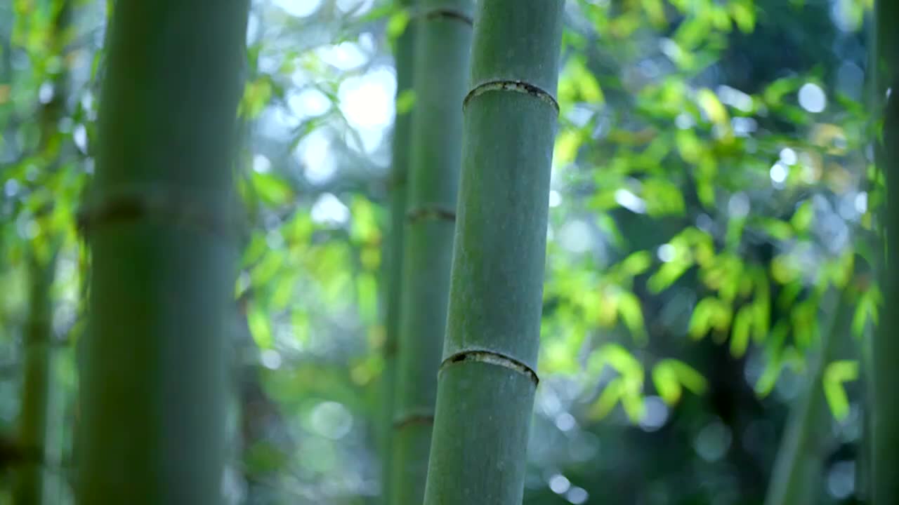 Amazing China 美丽中国 40.竹子的海洋