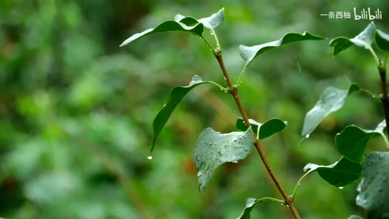 雨中氛围感 (79)