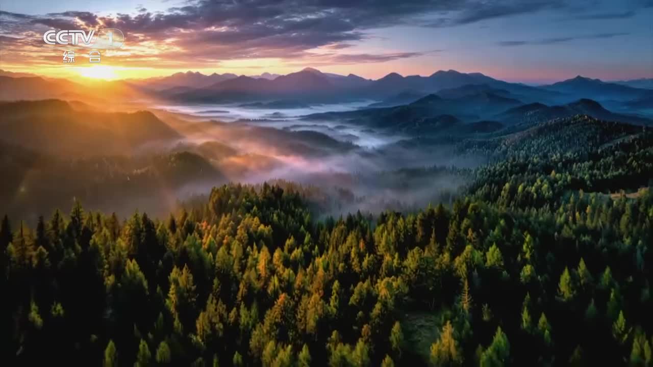 《自然中国之鼎湖山》02 物种新生：北回归线上的鼎湖山藏着万千生命奥秘 揭开地上森林与地下土壤之间生命循环的秘密【CCTV纪录】_1080p