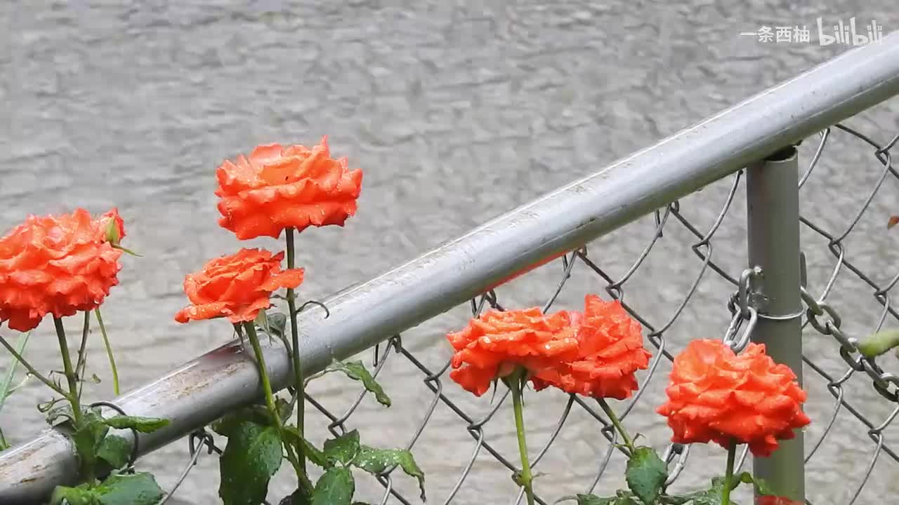 雨中氛围感 (41)