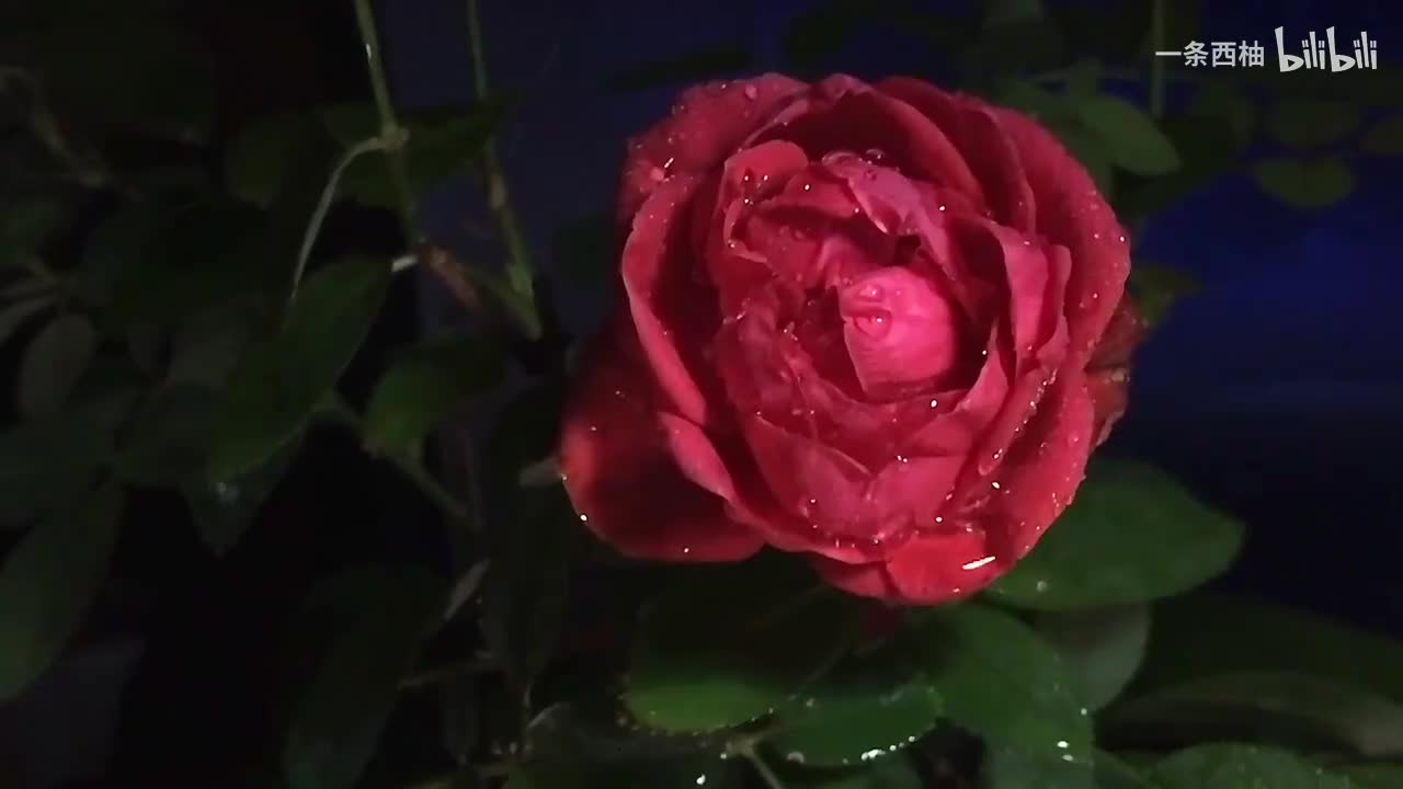 雨中氛围感 (43)