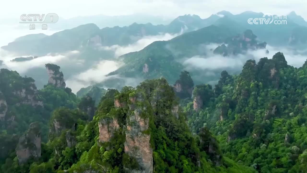 黄山迎客松