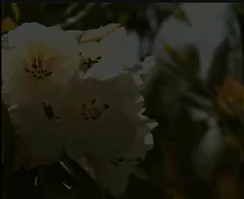 九百九十九朵玫瑰