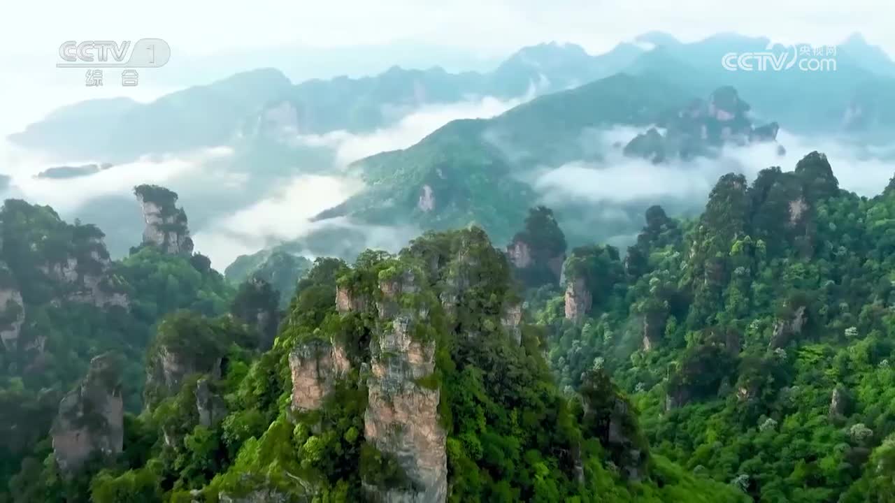 明清石榴园古树群