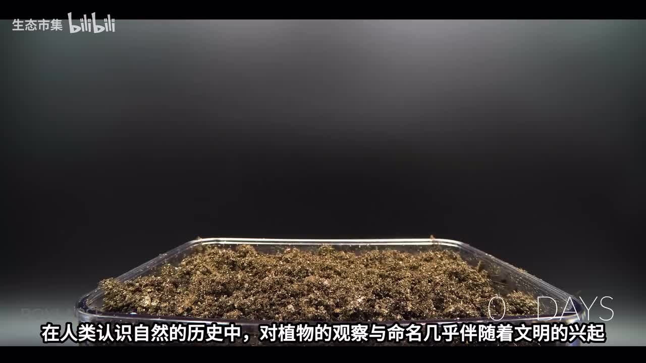无BGM纯享版