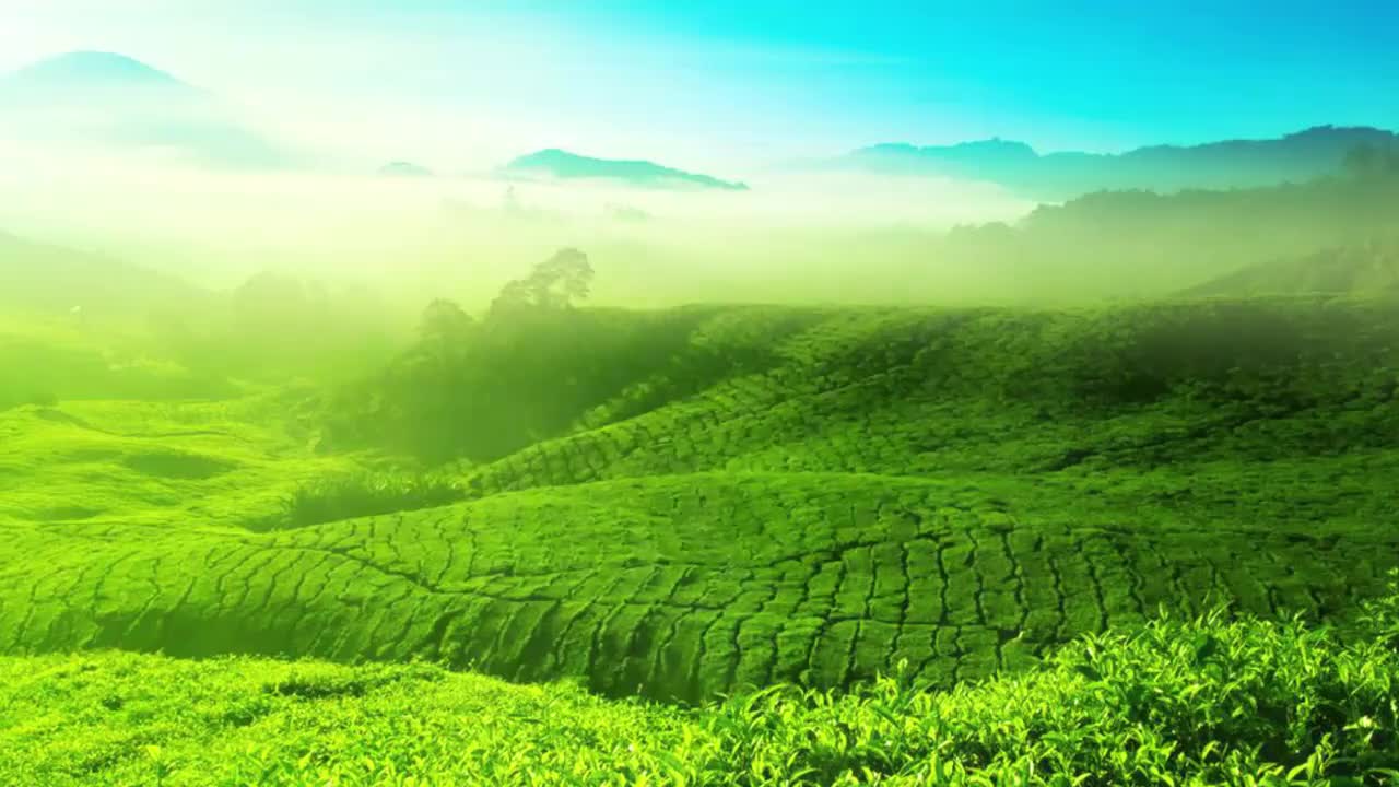 40 熟习乌龙茶小壶泡茶艺流程步骤