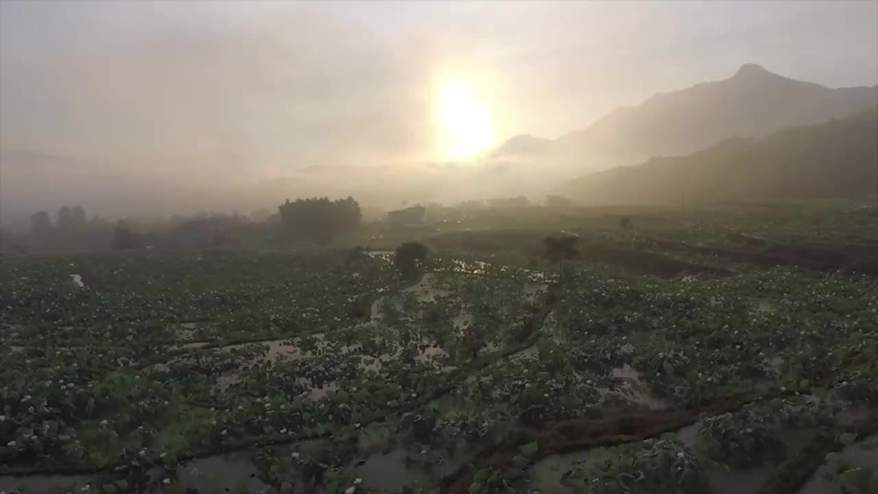 043-梯田上的莲花盛景 (福建建宁)