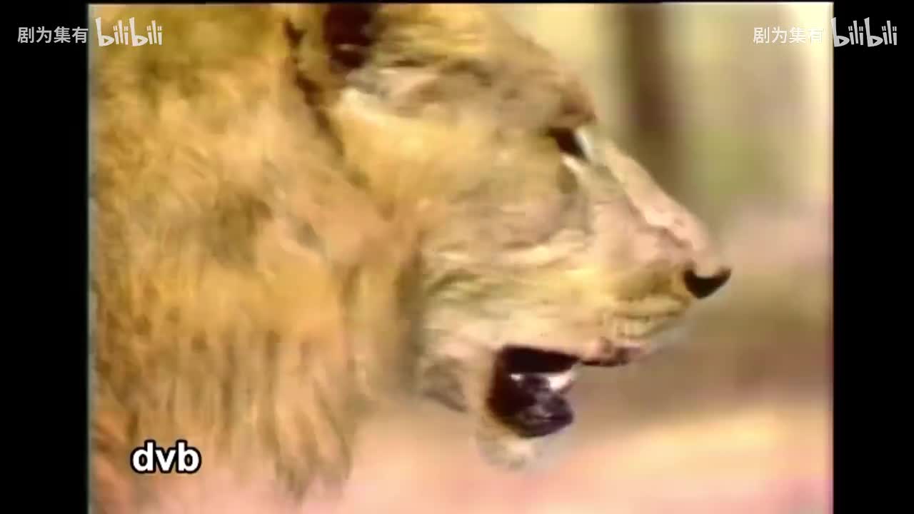 1980-狮子的时代4