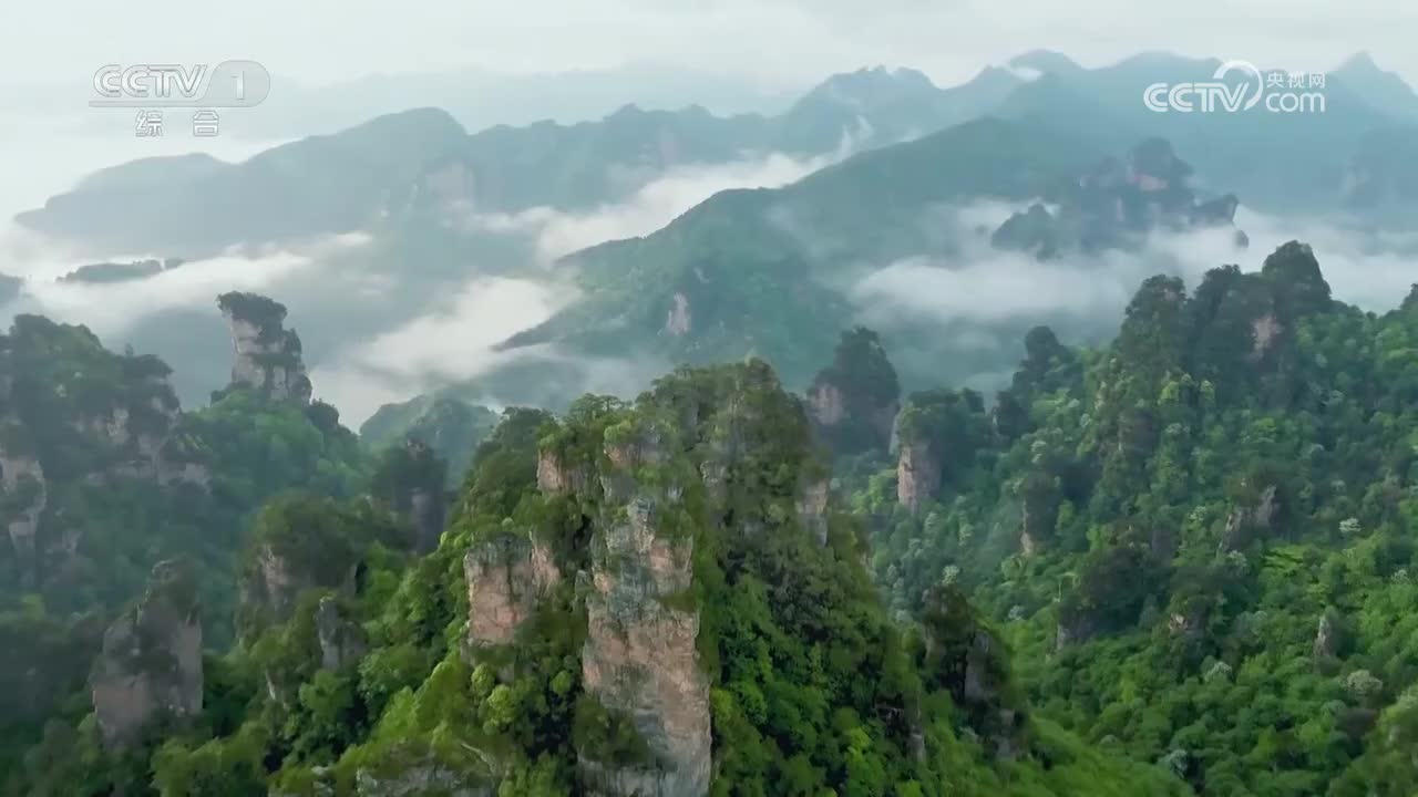 功勋树