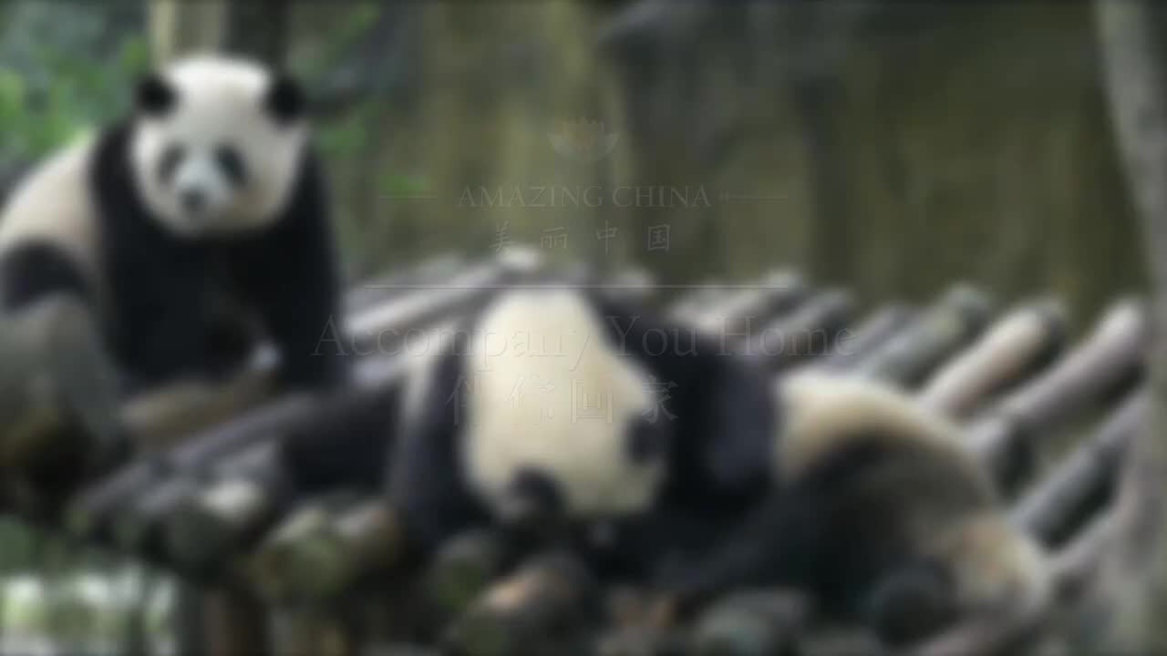 美丽中国之大熊猫主题 04.伴你回家