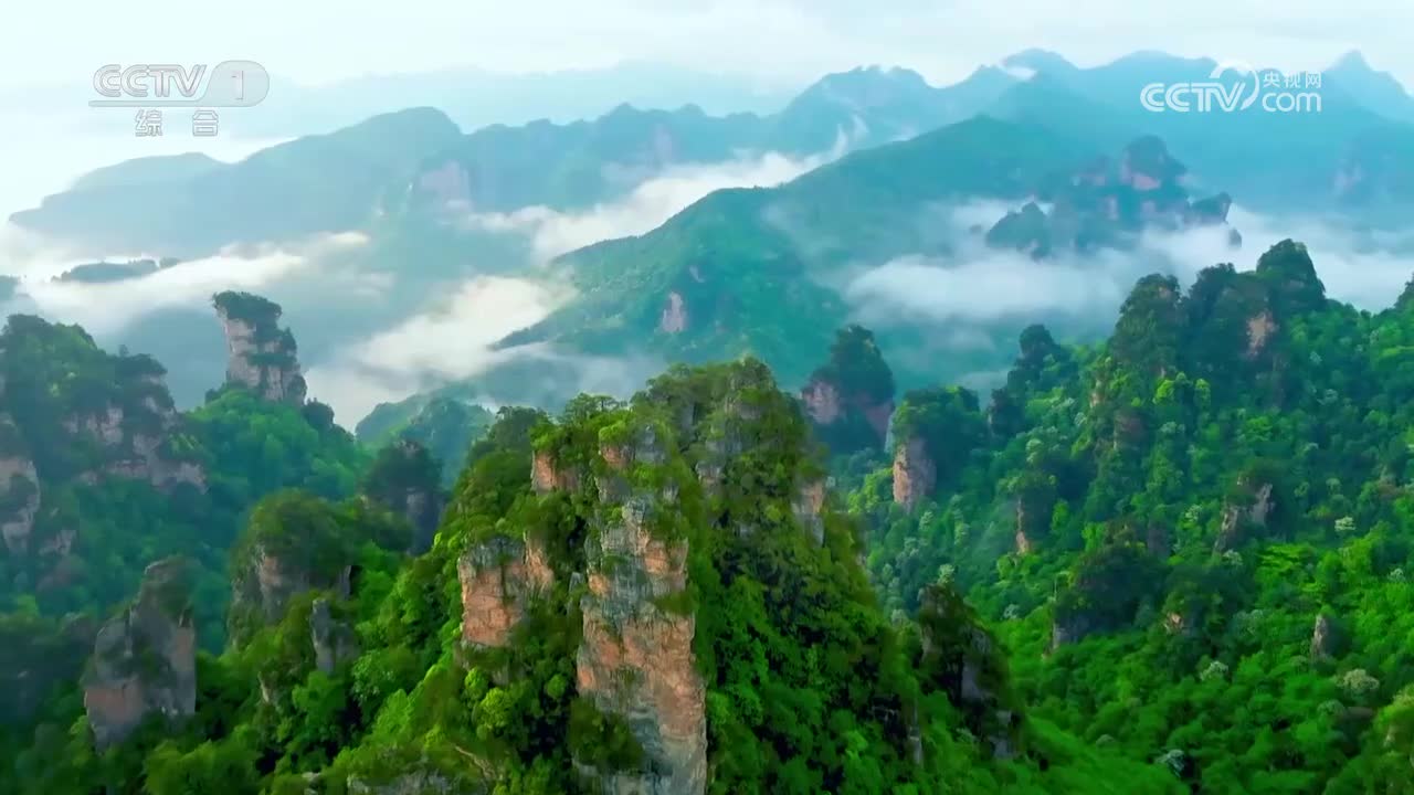 霞浦黄连木