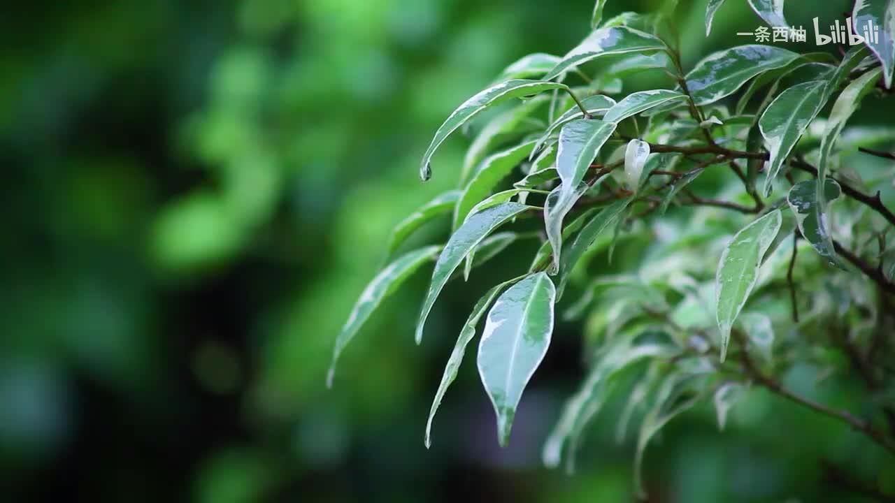 雨中氛围感 (34)