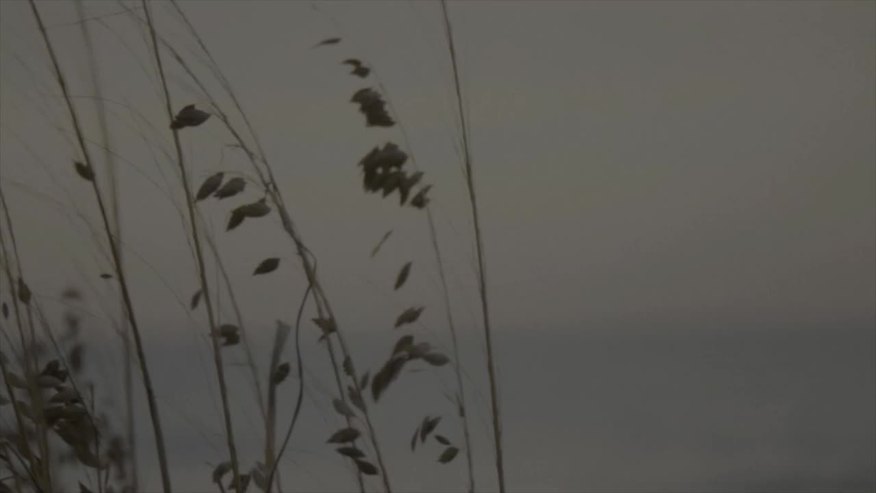 august (Instrumental)