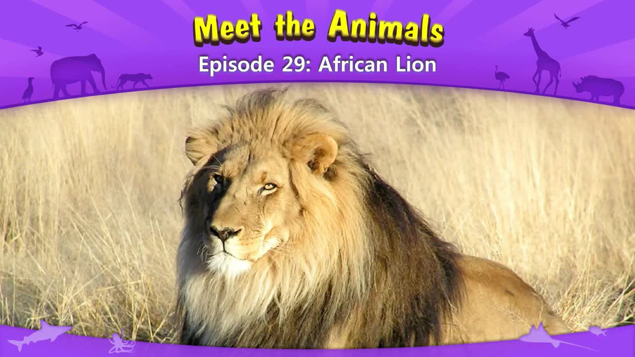 lv02-029_Meet the Animals 29_African Lion