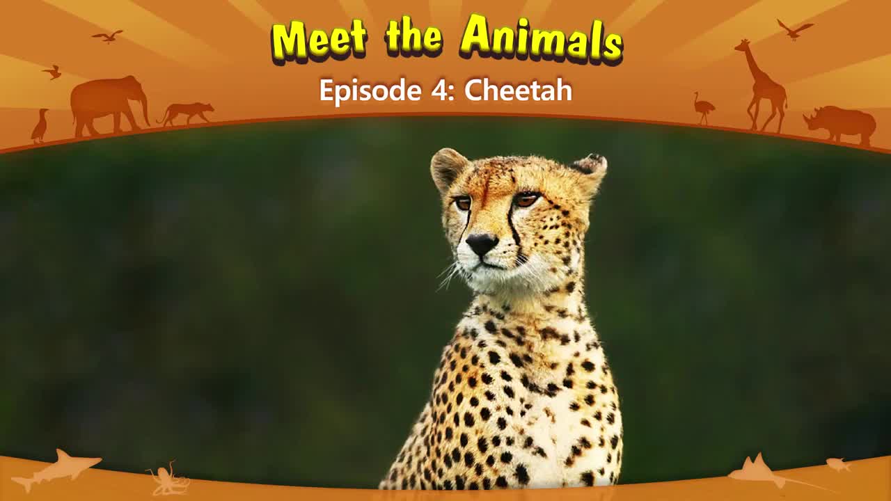 lv02-004_Meet the Animals 4_Cheetah