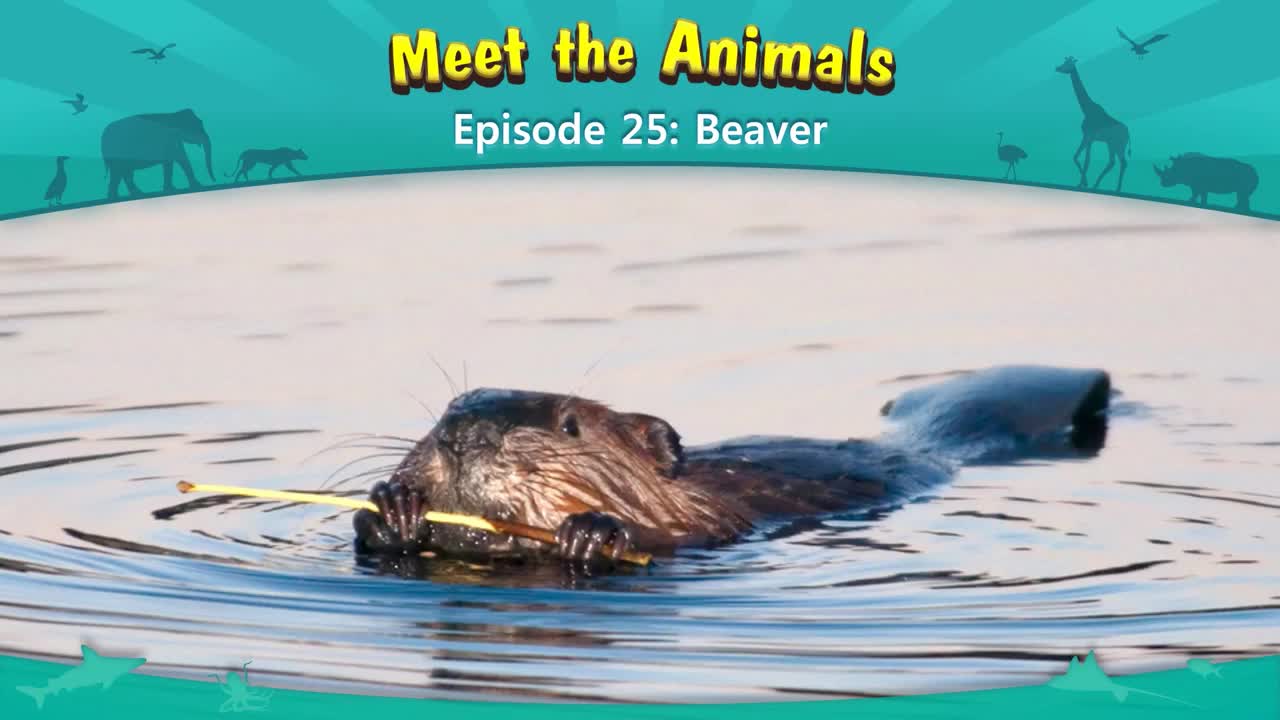 lv02-025_Meet the Animals 25_Beaver