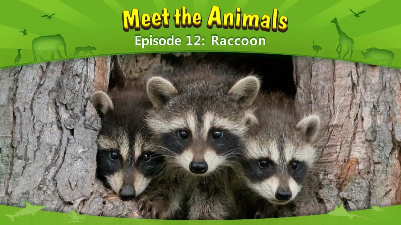lv02-012_Meet the Animals 12_Raccoon