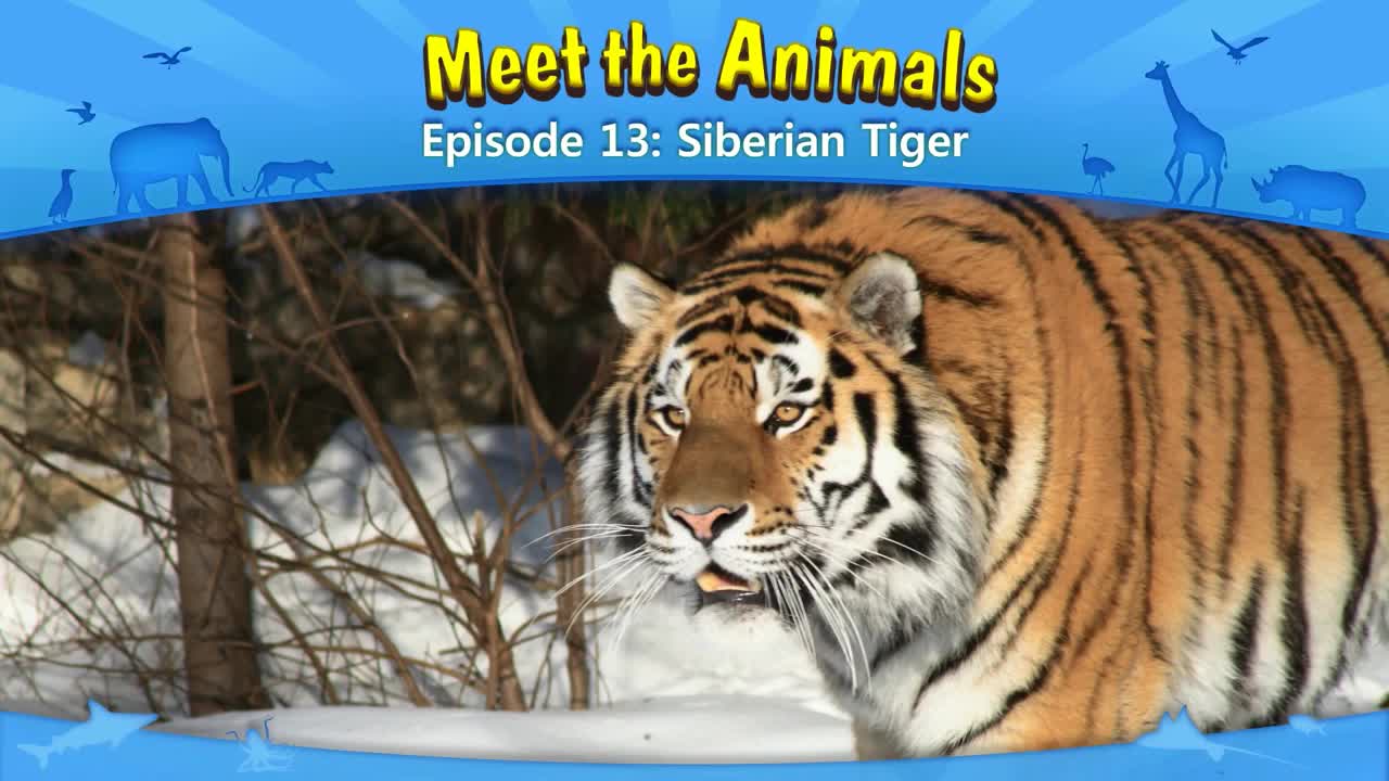 lv02-013_Meet the Animals 13_Siberian Tiger