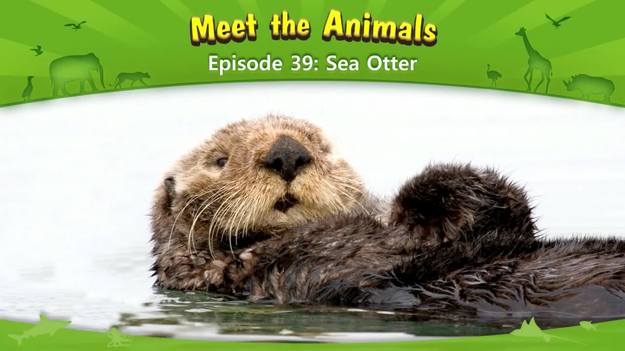 lv02-039_Meet the Animals 39_Sea Otter