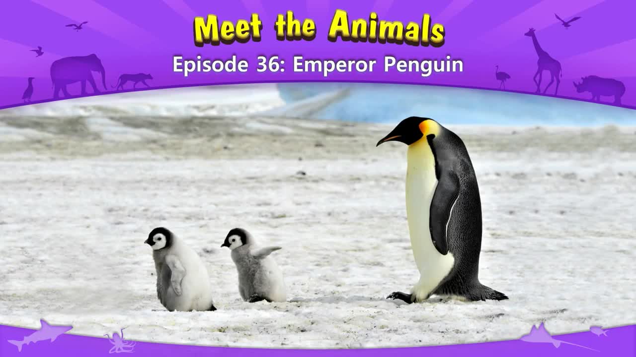 lv02-036_Meet the Animals 36_Emperor Penguin