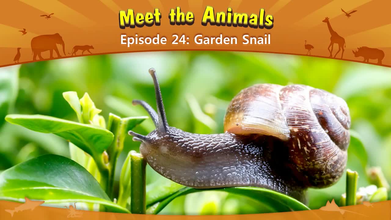 lv02-024_Meet the Animals 24_Garden Snail