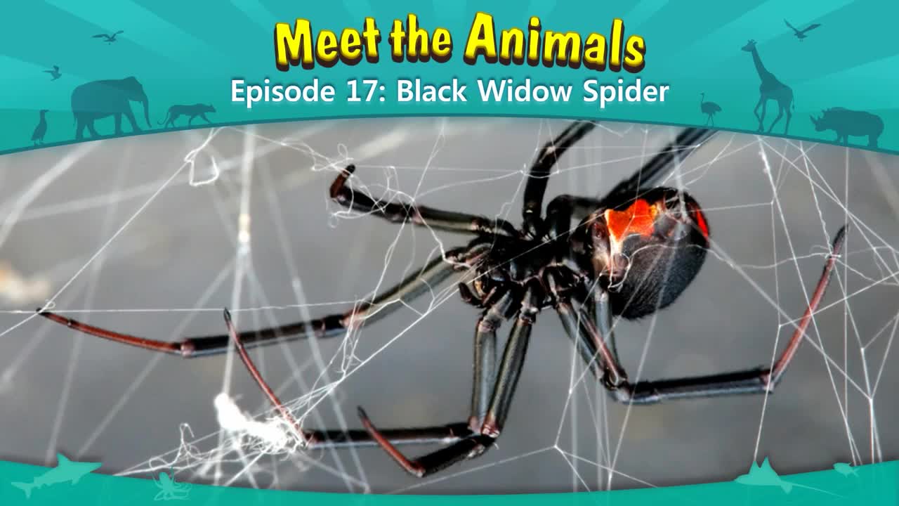 lv02-017_Meet the Animals 17_Black Widow Spider