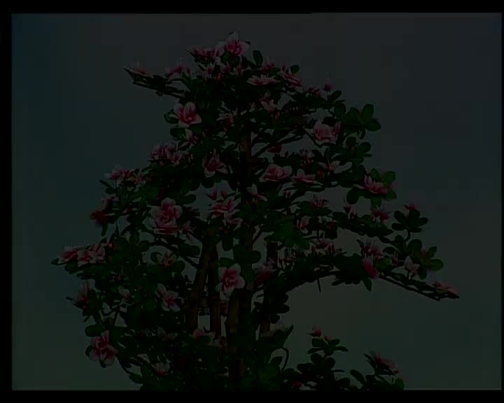 黄伟坤+郭凤女-重台泣别