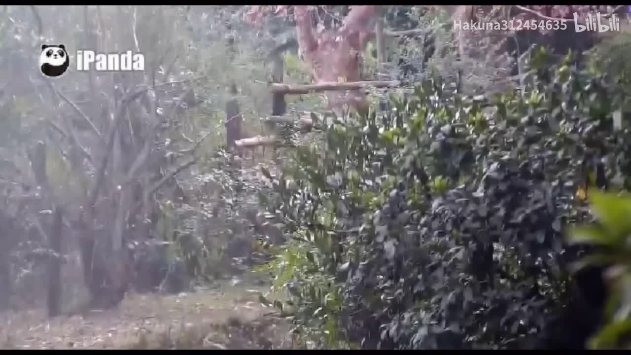 听见谭爷爷呼唤，一溜烟跑过去