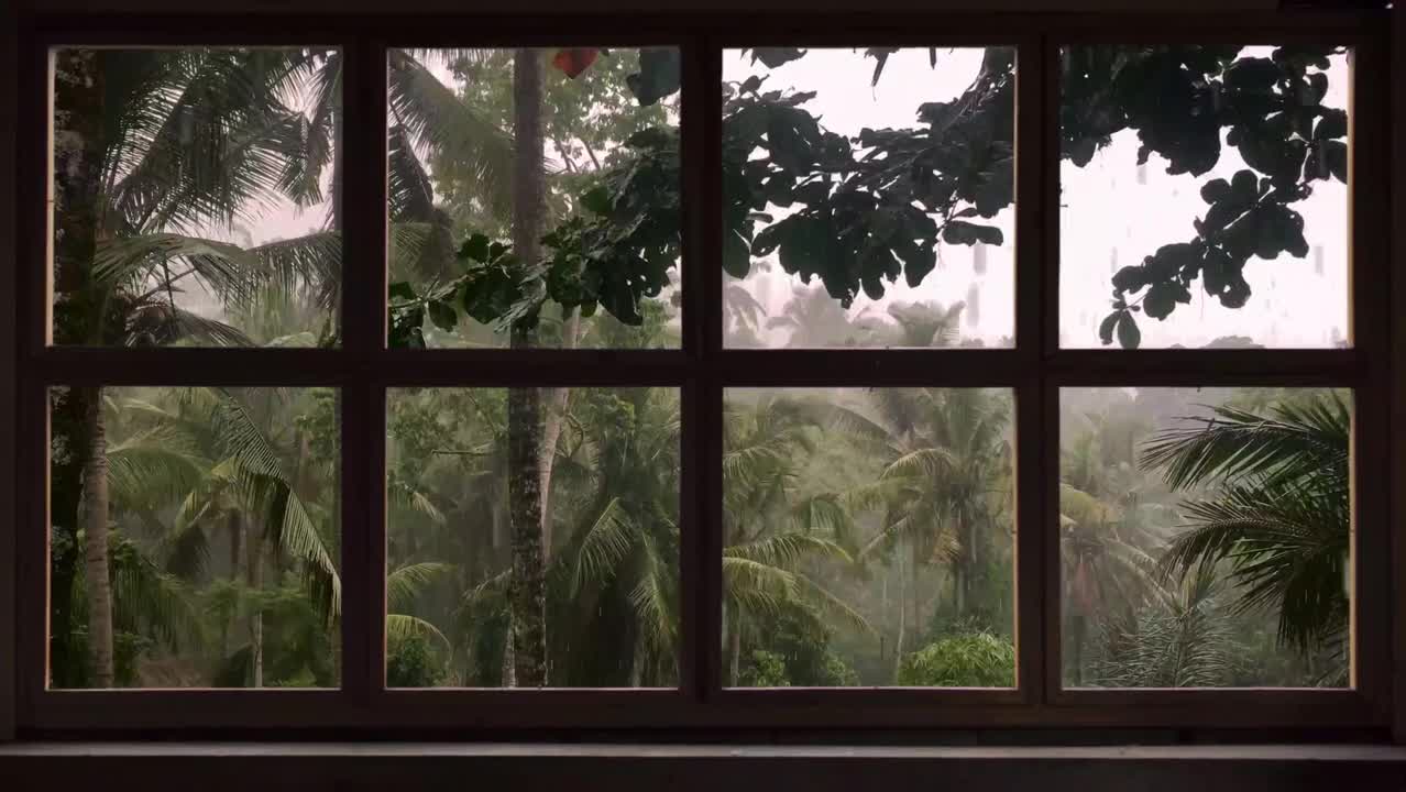热带雨林-Tropical Storm