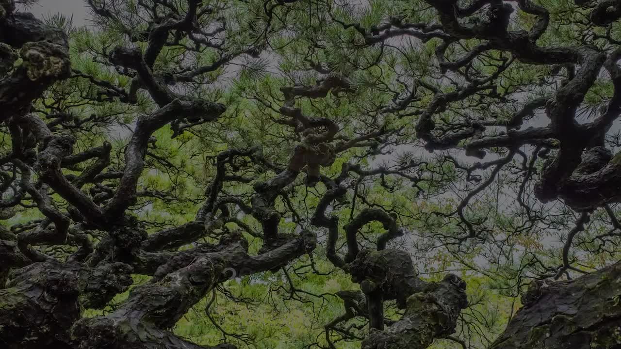 Elephants Terrace Angkor revisited