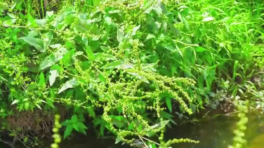 31.《感动人生》第七部