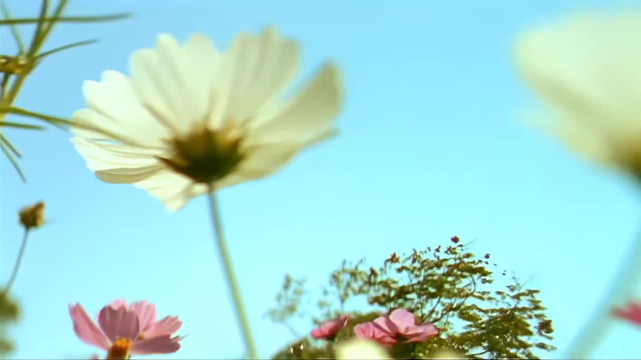 【魔杰座】花海4K修复