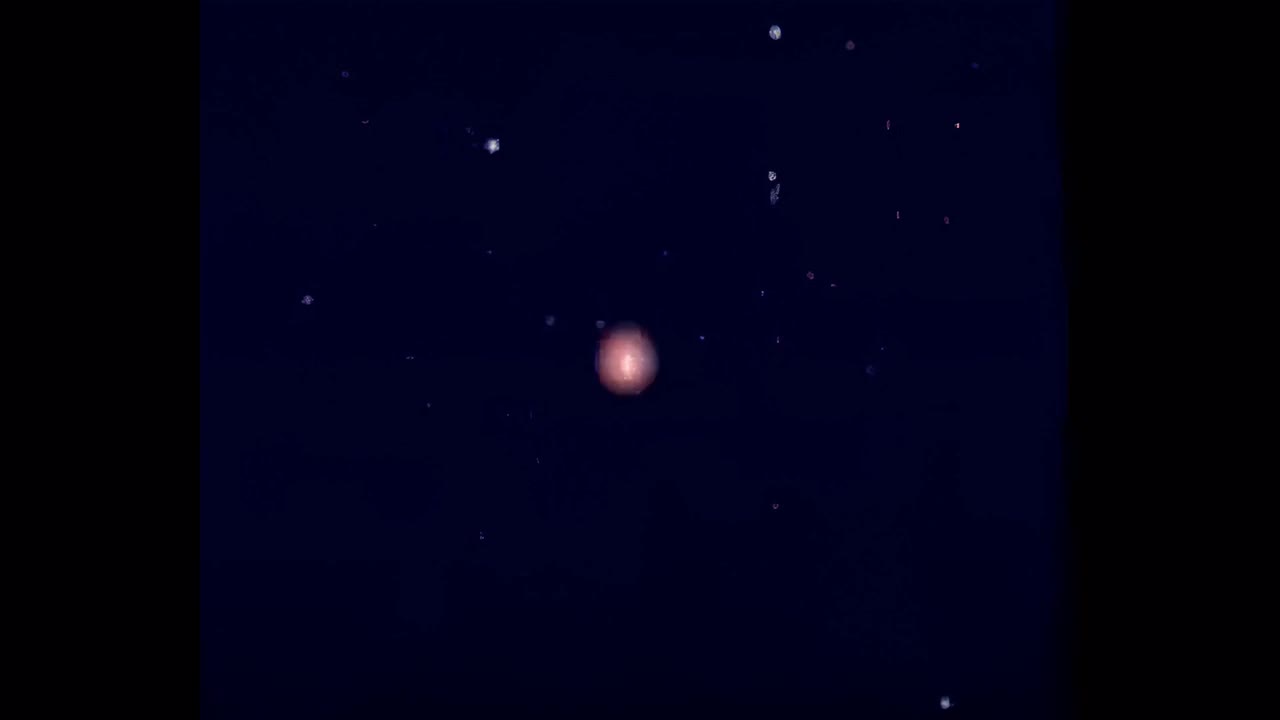 猫和老鼠天津OP