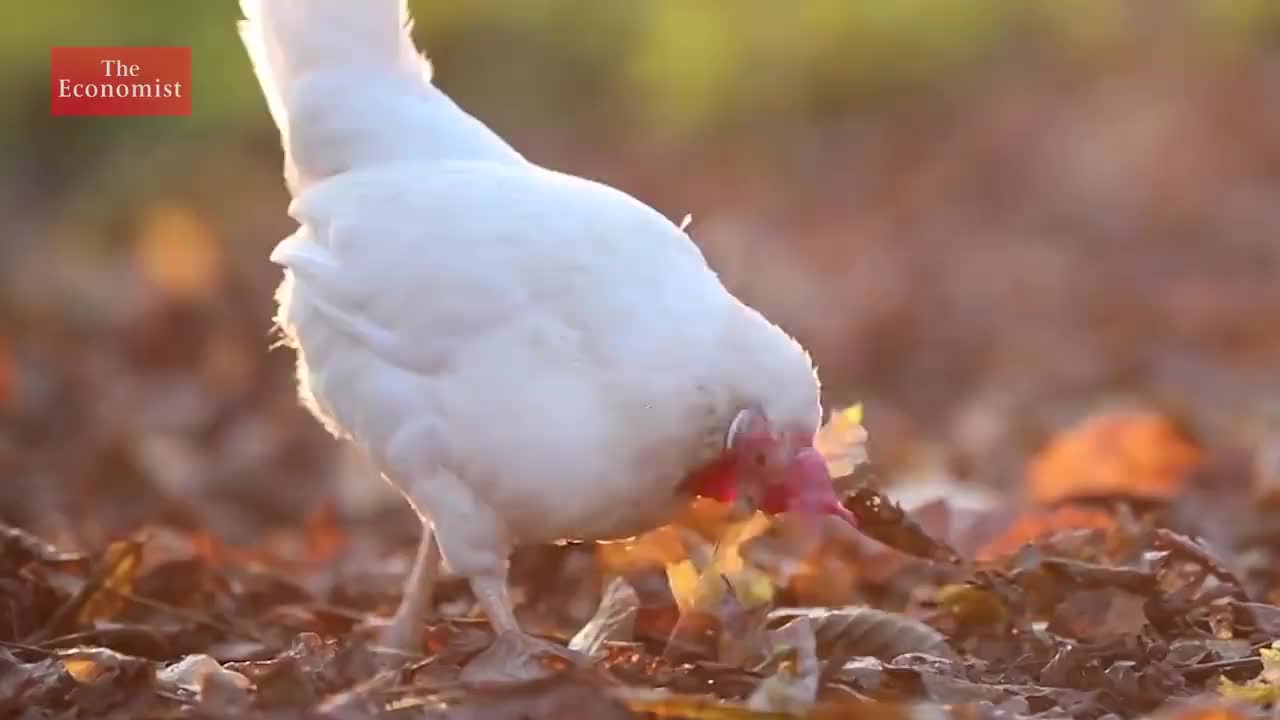 【2019.4.1】244. Why is chicken so cheap_