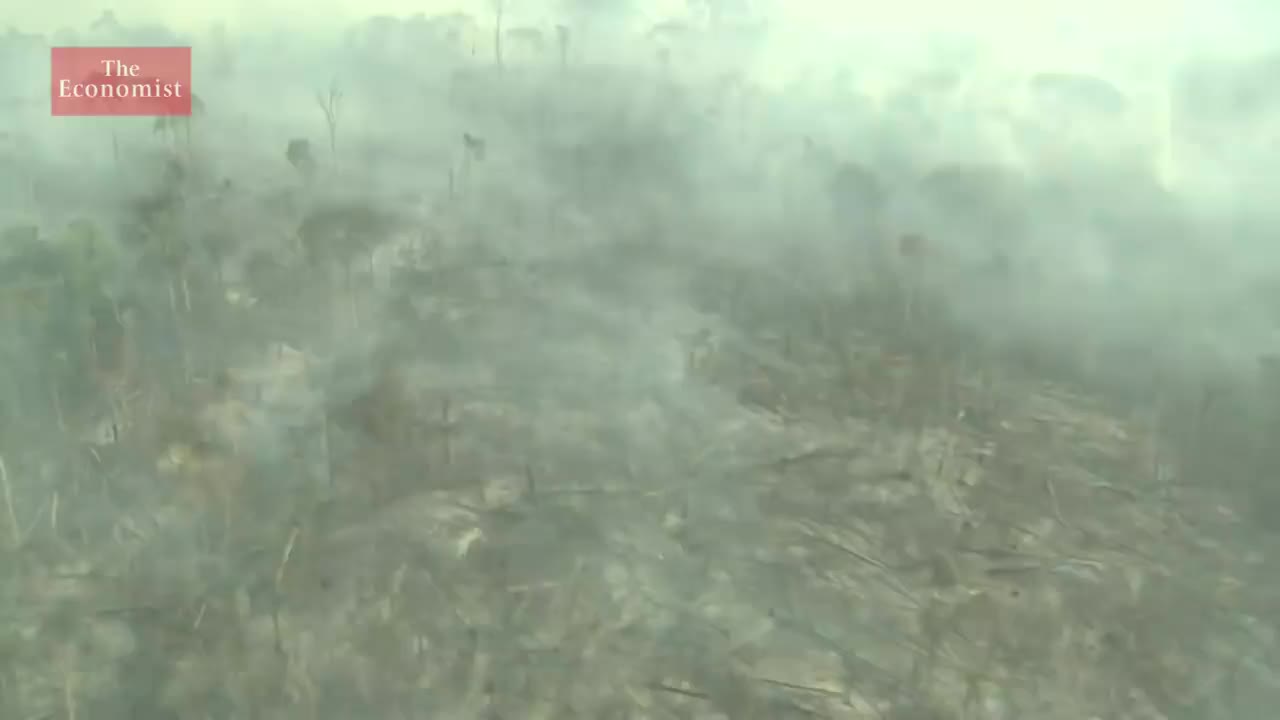 【2019.8.16】201. Climate change - the trouble with trees 气候变化 - 树木的麻烦