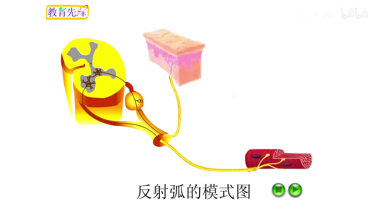 17.反射弧的模式图