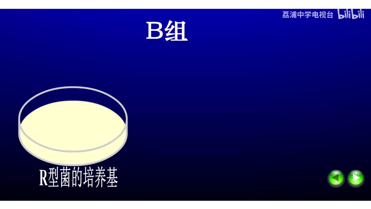 08.艾弗里肺炎双球菌的转化实验（B组）