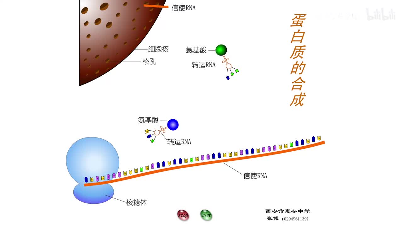 14.蛋白质的合成