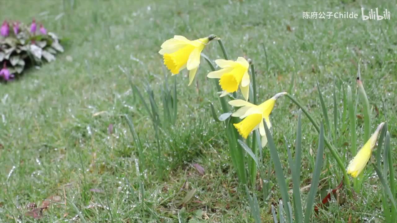 海伦·米伦女爵 朗读诗歌《咏水仙》