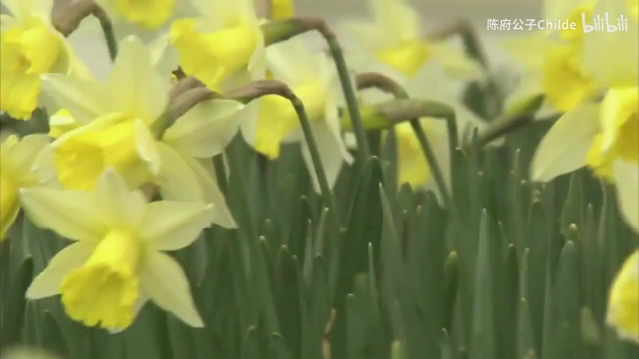 杰瑞米·艾恩斯 朗读诗歌《咏水仙》