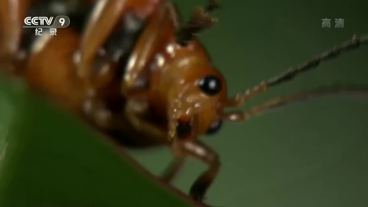 3. 取食的绝技（1）