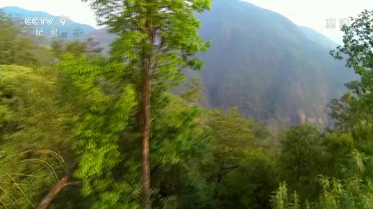 1. 独行的猎手（1）