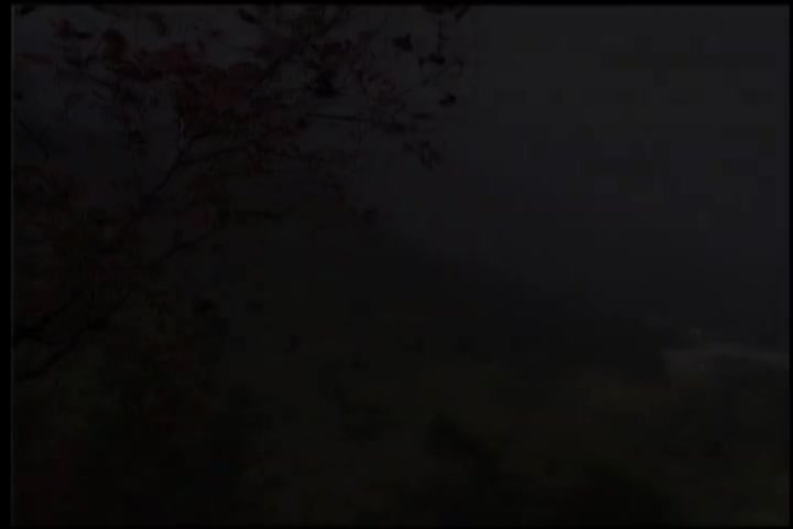 送你一束沙枣花