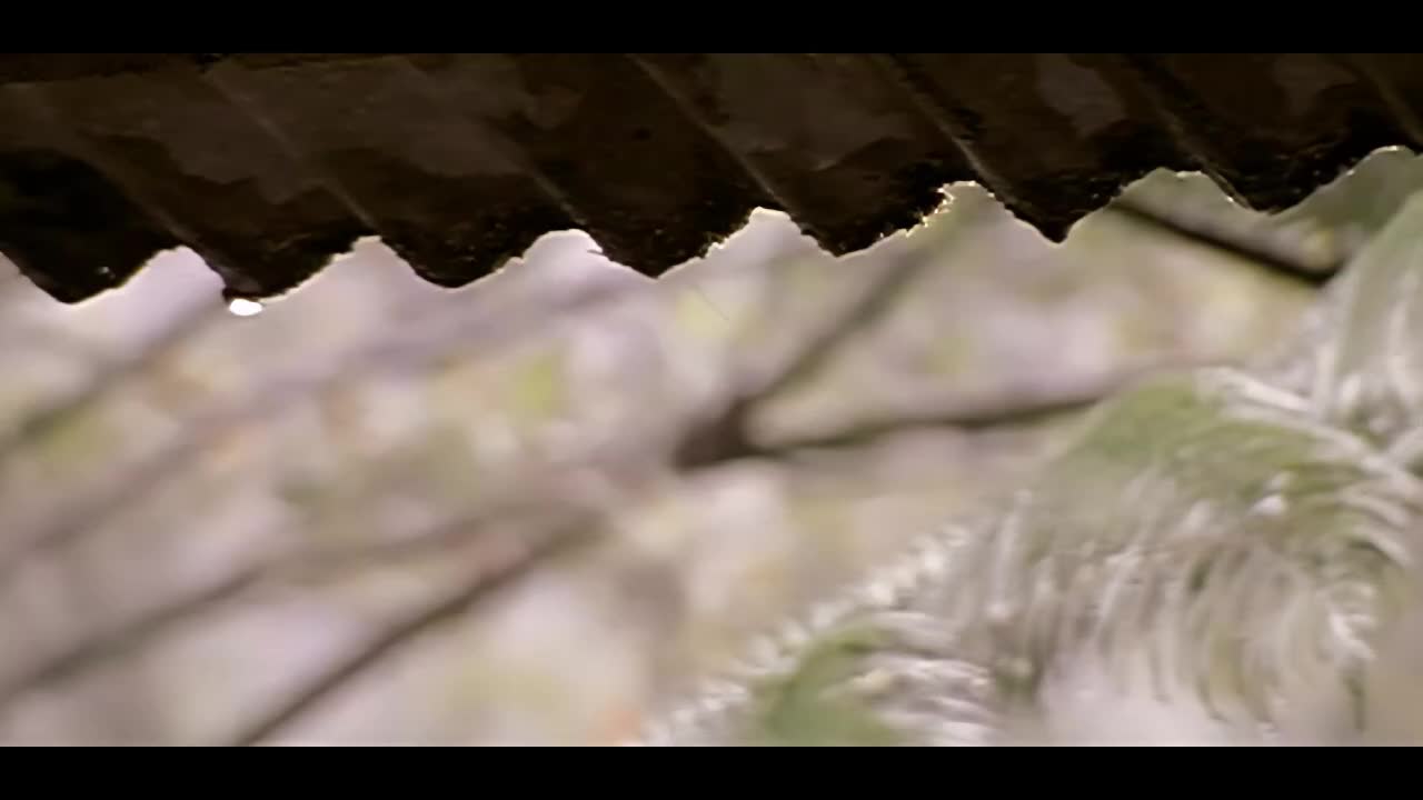 4K - 周杰伦 - 枫