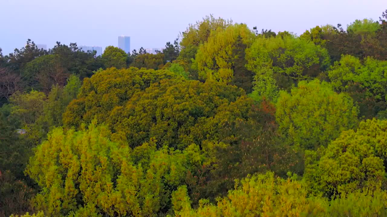 30、美丽樱花谷