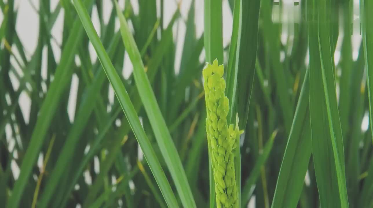 《稻之道》第3集：稻之人